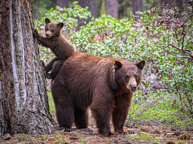 A photo of a bear and cub within the woods